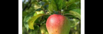 Apple Rag - Ronald Karle Music Composer and Arranger