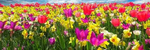 Around the Meadow by Ronald J.  Karle - Ronald Karle Music Composer and Arranger