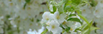 A Spring Evening - Ronald Karle Music Composer and Arranger