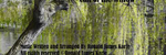 Call of the Willow - Ronald Karle Music Composer and Arranger