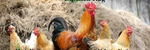 Chicken Rag - Ronald Karle Music Composer and Arranger