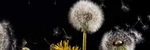 Dances of Nature - Ronald Karle Music Composer and Arranger