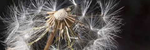 Lite Wind - Ronald Karle Music Composer and Arranger