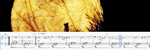 Moon Beams of the Heart - Ronald Karle Music Composer and Arranger
