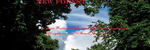 New Forest - Ronald Karle Music Composer and Arranger