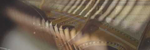 Prelude #7 - Ronald Karle Music Composer and Arranger
