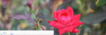 Prelude to a Rose - Ronald Karle Music Composer and Arranger