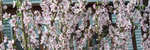 Spring Morning - Ronald Karle Music Composer and Arranger