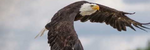 Take Flight - Ronald Karle Music Composer and Arranger