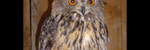 The Cat and the Owl - Ronald Karle Music Composer and Arranger