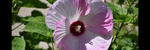 Treasure the Moment Cello and Piano arrangements - Ronald Karle Music Composer and Arranger